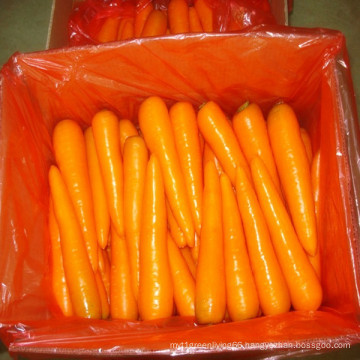 New Crop Natural Fresh Carrot From China